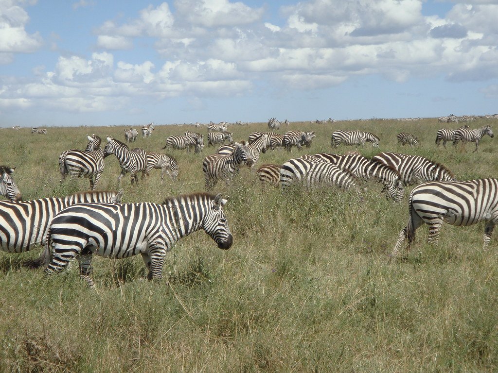 Zebra migration multi-country safari East Africa