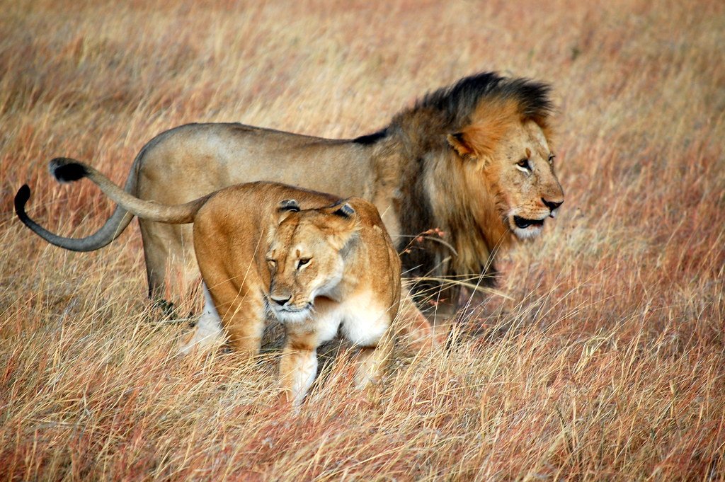 Lion pride in Masai Mara