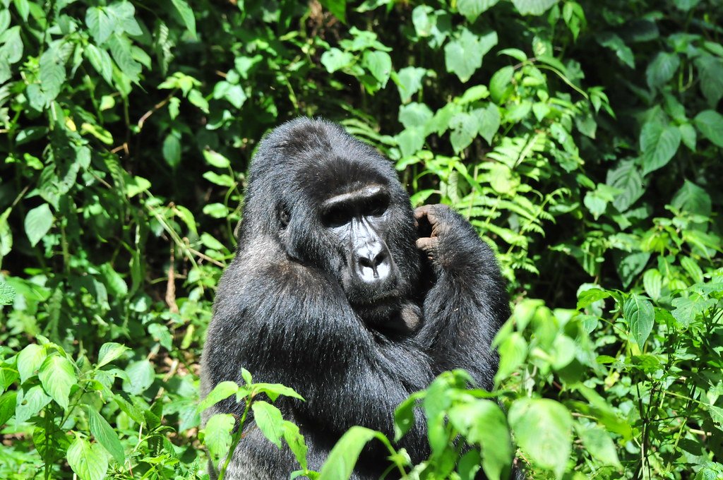 Mountain gorilla in Bwindi Impenetrable Forest Uganda