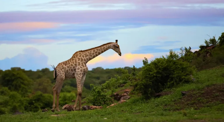 Chobe National Park-1