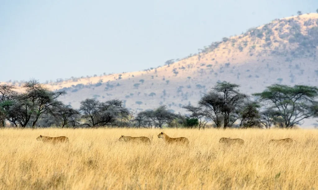 Wildlife and open plains on Tanzania's Northern Circuit