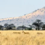Wildlife and open plains on Tanzania's Northern Circuit