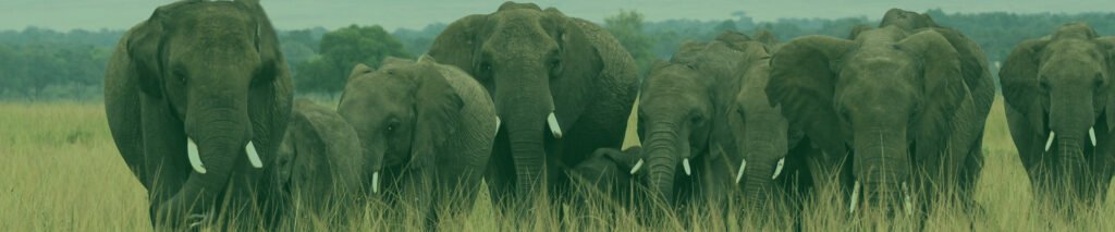 Elephant herd crossing Kenya's open savanna
