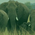 Elephant herd crossing Kenya's open savanna