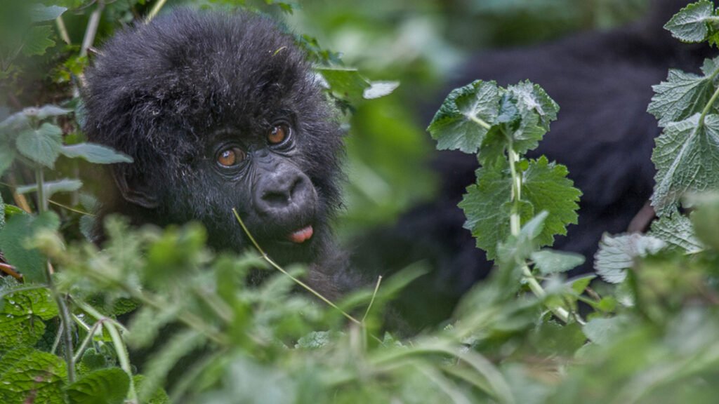 Young mountain gorilla in the forests of East Africa