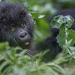 Young mountain gorilla in the forests of East Africa