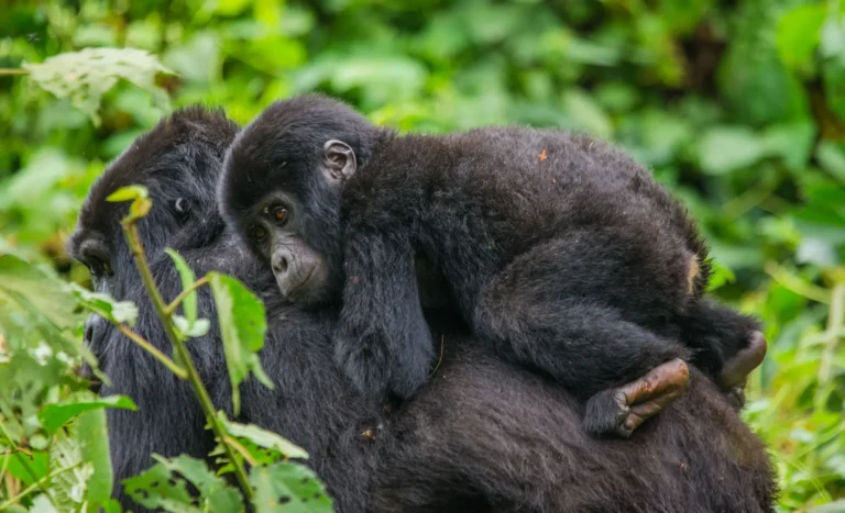 Bwindi-1