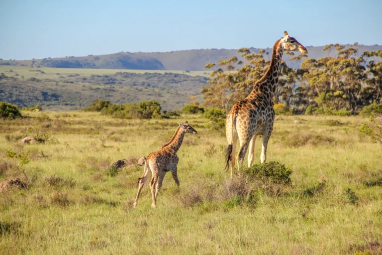 South Africa-27